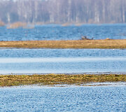 Potvynis &Scaron;ilutės rajone