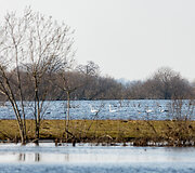 Potvynis &Scaron;ilutės rajone