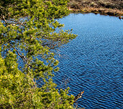 Auk&scaron;tumalos auk&scaron;tapelkė