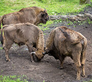 Pa&scaron;ilių stumbrynas