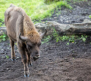 Pa&scaron;ilių stumbrynas