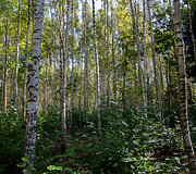 Buktos gamtinis pažintinis takas
