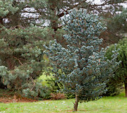 Dubravos arboretumas