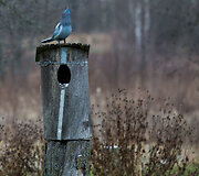 Etnografinis Musteikos kaimas