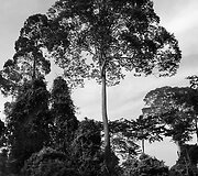 Hercogienės Catherine nuotrauka i&scaron; Borneo