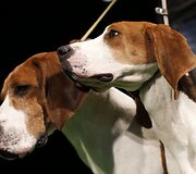 Labradoro retriveriai