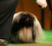 Pekinas