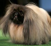 Pekinas