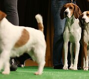 Raselo terjeras (priekyje) ir Labradoro retriveriai