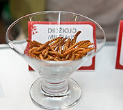 &bdquo;Pestaurant&ldquo; restorano atidarymas