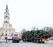 Kauno Kalėdų eglė Rotu&scaron;ės aik&scaron;tėje