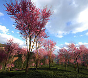 Sodai Kinijoje, Nanjian Yi regione