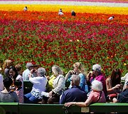 Turistai grožisi gėlėmis Kalifornijoje