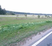 Šioje vietoje vilniečiai rado partrenktą stirną