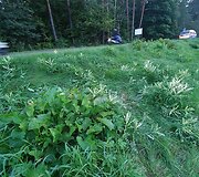 Žolėje buvo matyti stirnos vilkimo žymės