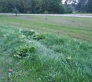 Žolėje buvo matyti stirnos išgulėta vieta