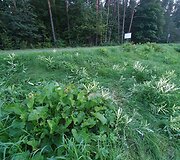 Žolėje buvo matyti stirnos vilkimo žymės