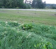 Žolėje buvo matyti stirnos vilkimo žymės