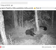 Tariamai miške Lietuvoje pastebėtų meškų nuotrauka sulaukė didelio dėmesio
