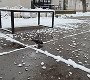 Sniegas Vilniuje