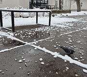 Sniegas Vilniuje