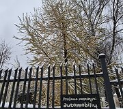 Sniegas Vilniuje