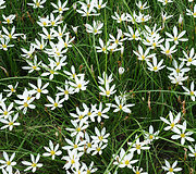 Nandzingas