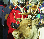 Lilehameris, elnias