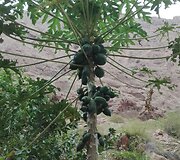 Papaja. Vadi Al &Scaron;abas