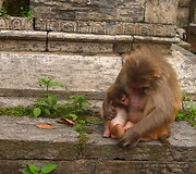Pa&scaron;upatinato gyventojos