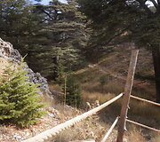 Dievo Kedrai
