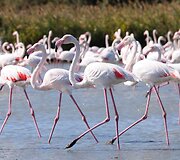 Flamingai Sardinijoje