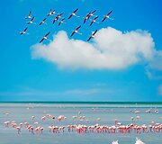 Flamingai Sardinijoje
