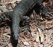 Kelionė Australijoje