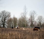 &bdquo;Arklių slėnyje&ldquo;