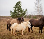 &bdquo;Arklių slėnyje&ldquo;