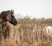 &bdquo;Arklių slėnyje&ldquo;