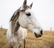 &bdquo;Arklių slėnyje&ldquo;