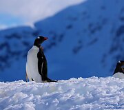 Antarktida. &bdquo;1000 wow&ldquo;