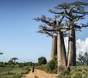 Baobabai Madagaskare