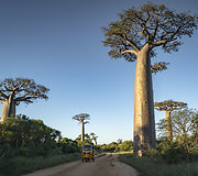 Baobabai Madagaskare