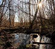 Pažintinis takas &bdquo;Ąžuolas&ldquo;