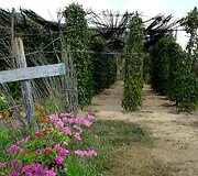 Vertingiausių pasaulyje &ndash; Kompot pipirų ūkyje