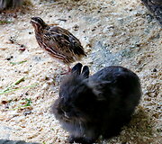 Latgalos zoosodas