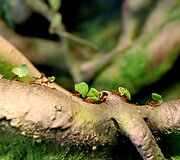 Latgalos zoosodas
