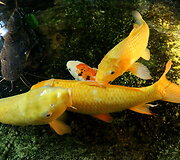 Latgalos zoosodas