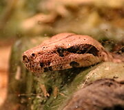 Latgalos zoosodas
