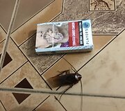 Lauryno ir Domanto kelionė