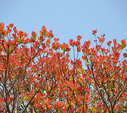 Lope parko flora ir fauna