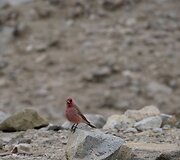 Žygis Everesto bazinės stovyklos link